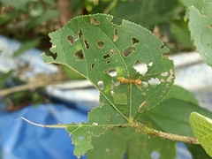 Myrmaplata plataleoides