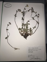 Potentilla arenosa