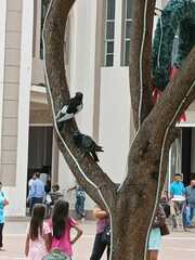 Columba livia domestica