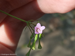 Commicarpus tuberosus