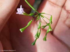 Commicarpus tuberosus