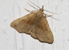 Phalaenostola eumelusalis