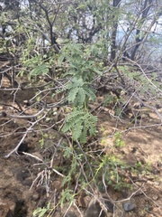 Prosopis pallida