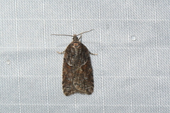 Acleris maccana