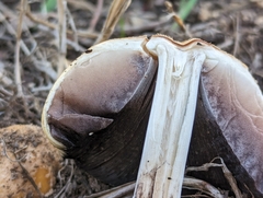Coprinellus bipellis