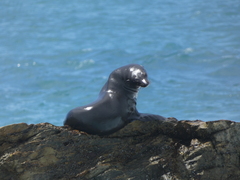 Arctocephalus