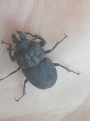 Ryssonotus nebulosus