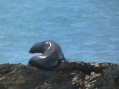 Arctocephalus