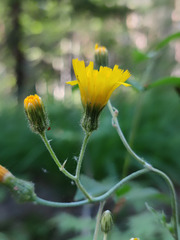 Hieracium subpellucidum