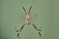 Trichonephila edulis