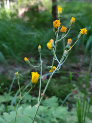 Hieracium subpellucidum