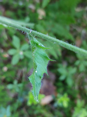 Hieracium subpellucidum