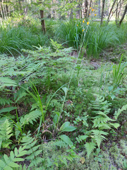 Hieracium subpellucidum