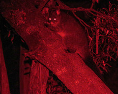 Trichosurus cunninghami