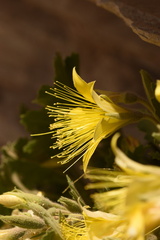 Eucnide bartonioides