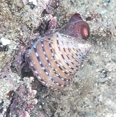 Calliostoma tricolor
