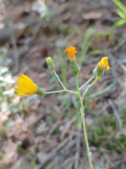 Hieracium subpellucidum