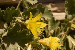 Eucnide bartonioides