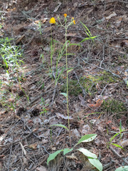 Hieracium subpellucidum