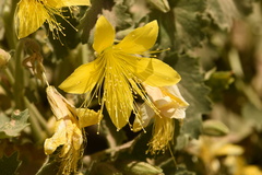 Eucnide bartonioides