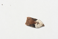 Acleris braunana