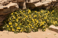Eucnide bartonioides