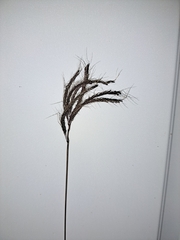 Dichanthium annulatum