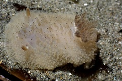 Acanthodoris rhodoceras