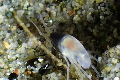 Amphipoda