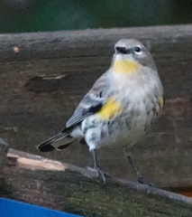 Setophaga coronata coronata × auduboni