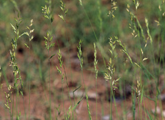 Schmidtia pappophoroides