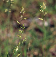 Schmidtia pappophoroides