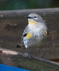 Setophaga coronata coronata × auduboni