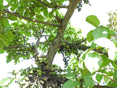 Ficus ingens