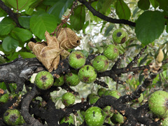 Ficus ingens