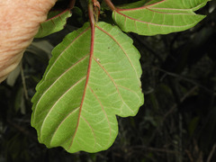 Ficus ingens