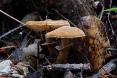 Cystoderma carcharias fallax