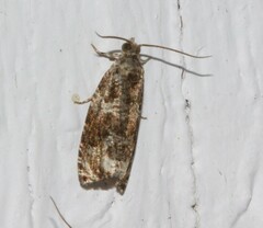 Olethreutes appendiceum