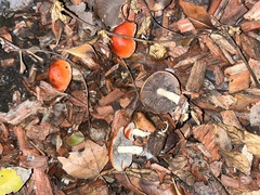 Leratiomyces ceres