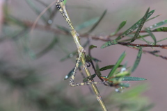 Anchiale austrotessulata