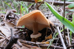 Cystoderma carcharias fallax