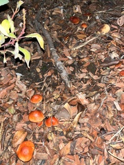Leratiomyces ceres