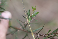 Anchiale austrotessulata