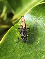 Sciomyzidae