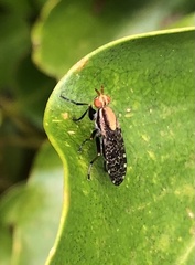 Sciomyzidae