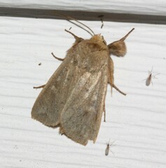 Leucania pseudargyria