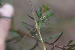 Anchiale austrotessulata