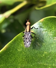 Sciomyzidae