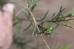 Anchiale austrotessulata