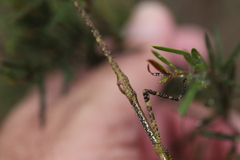 Anchiale austrotessulata